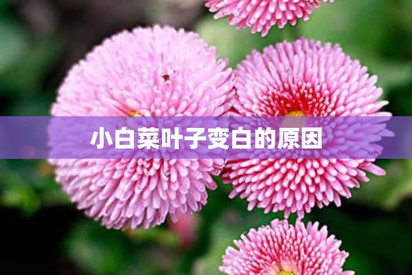 小白菜叶子变白的原因