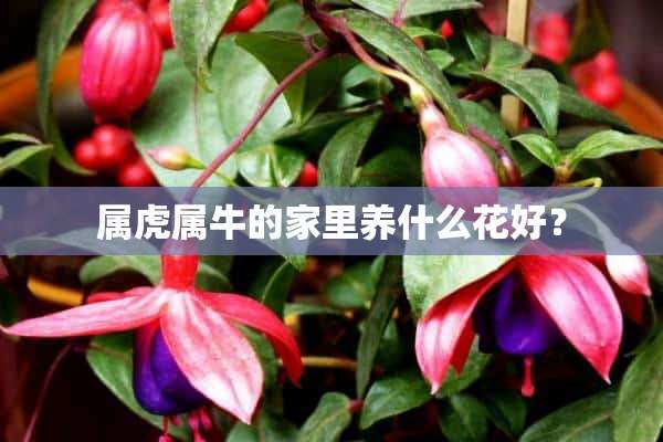 属虎属牛的家里养什么花好？