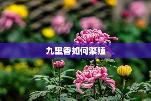 九里香如何繁殖