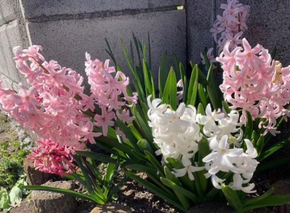 郁金香只能开一次花吗(这类植物就是一次性花) 花卉 第3张