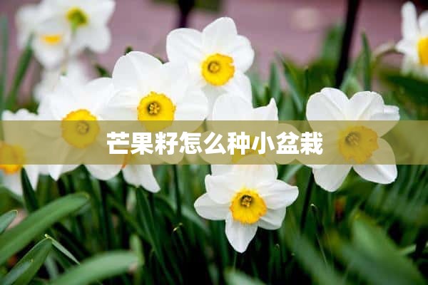 芒果籽怎么种小盆栽