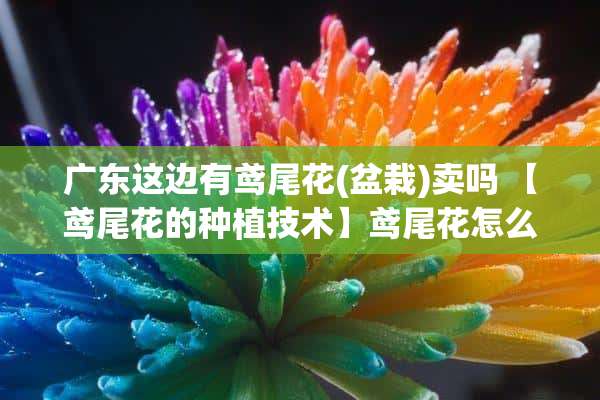 广东这边有鸢尾花(盆栽)卖吗 【鸢尾花的种植技术】鸢尾花怎么养