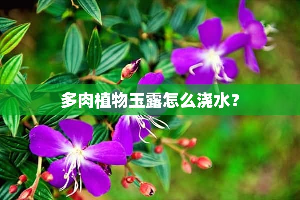 多肉植物玉露怎么浇水？