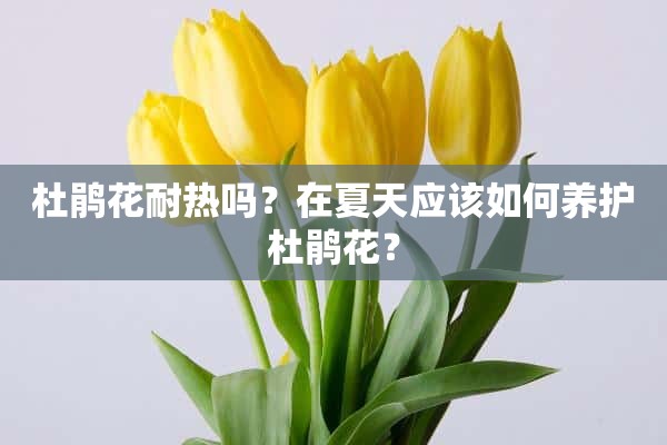 杜鹃花耐热吗？在夏天应该如何养护杜鹃花？