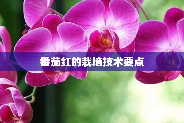 番茄红的栽培技术要点