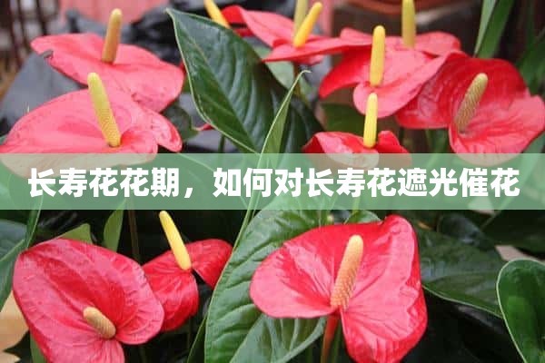 长寿花花期，如何对长寿花遮光催花