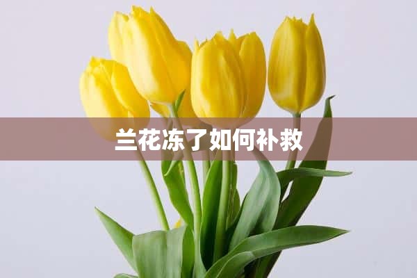 兰花冻了如何补救