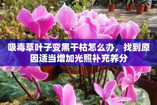 吸毒草叶子变黑干枯怎么办，找到原因适当增加光照补充养分