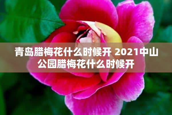 青岛腊梅花什么时候开 2021中山公园腊梅花什么时候开