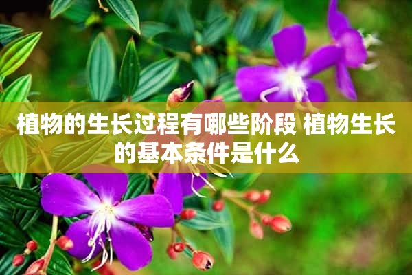 植物的生长过程有哪些阶段 植物生长的基本条件是什么