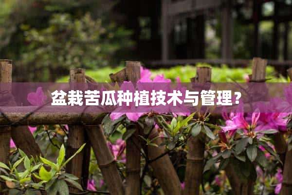 盆栽苦瓜种植技术与管理？