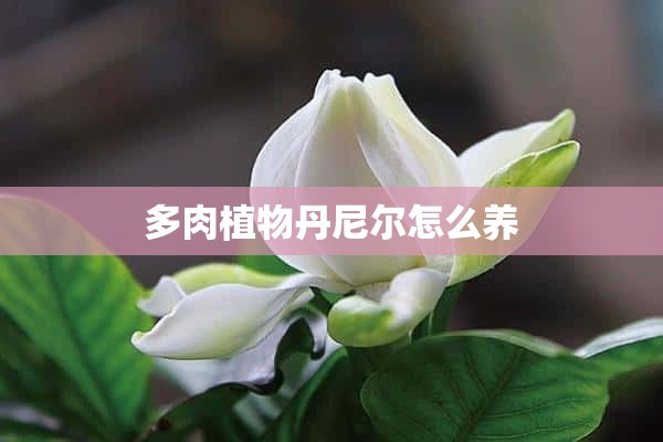 多肉植物丹尼尔怎么养