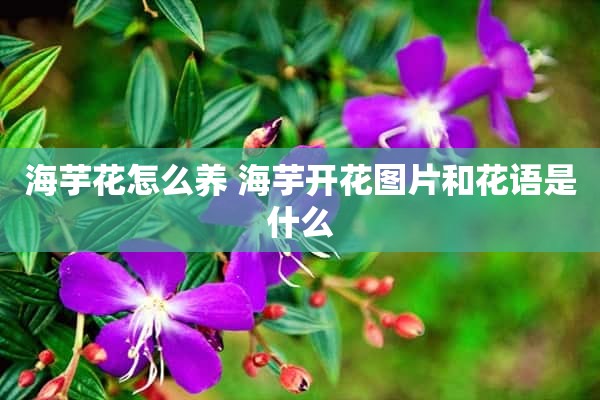 海芋花怎么养 海芋开花图片和花语是什么