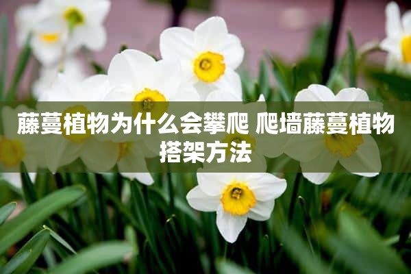 藤蔓植物为什么会攀爬 爬墙藤蔓植物搭架方法