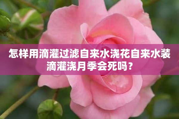 怎样用滴灌过滤自来水浇花自来水装滴灌浇月季会死吗？