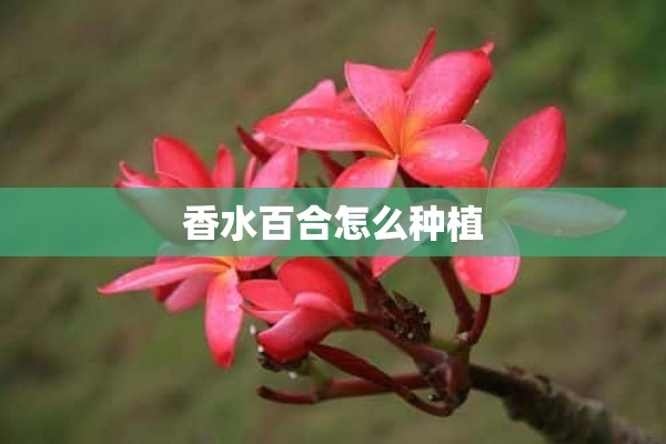 香水百合怎么种植