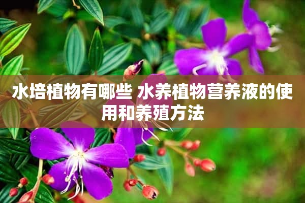 水培植物有哪些 水养植物营养液的使用和养殖方法