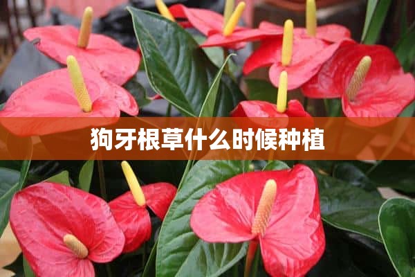 狗牙根草什么时候种植