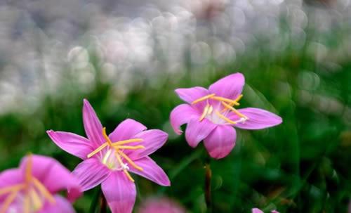 风雨兰是那么的美，养殖风雨兰的花友都想让自己的风雨兰开花越多越好。风雨兰也叫韭菜兰，原产热带，花开似兰花，但它不是兰科花卉。风雨兰花期长，花色丰富，品种众多，深受人们喜爱，人们常喜欢盆栽观赏，但由于不了解它的生物学特性，养出来的风雨兰不是不开花就是开花少，怎么才能让风雨兰多开花呢？