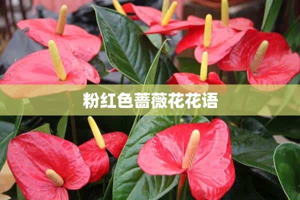 粉红色蔷薇花花语