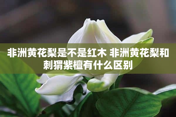 非洲黄花梨是不是红木 非洲黄花梨和刺猬紫檀有什么区别