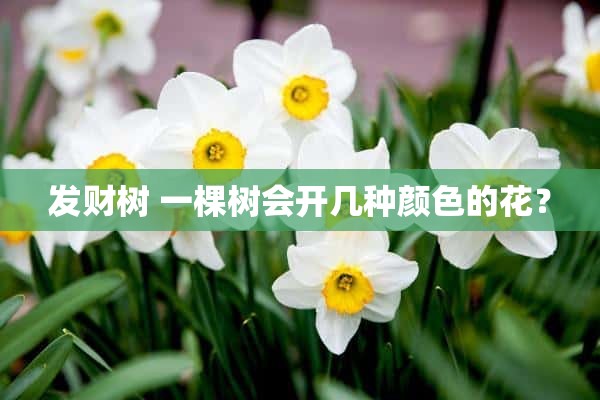 发财树 一棵树会开几种颜色的花？