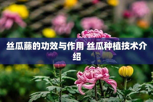 丝瓜藤的功效与作用 丝瓜种植技术介绍