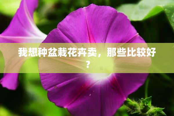 我想种盆栽花卉卖，那些比较好？