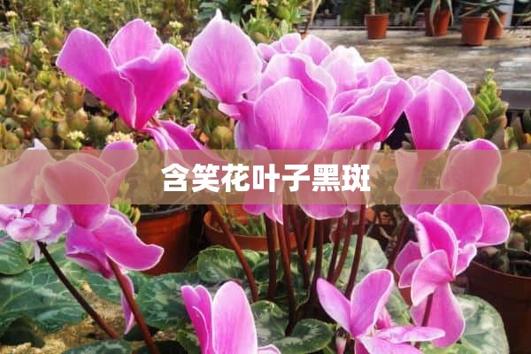 含笑花叶子黑斑