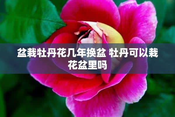 盆栽牡丹花几年换盆 牡丹可以栽花盆里吗