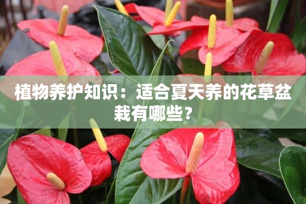 植物养护知识：适合夏天养的花草盆栽有哪些？