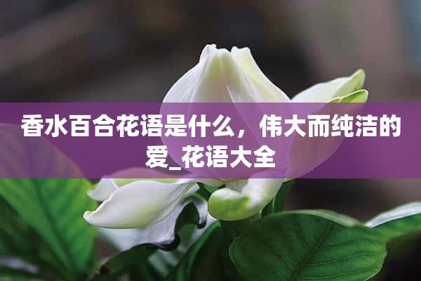 香水百合花语是什么，伟大而纯洁的爱_花语大全