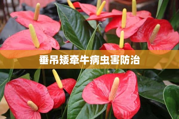 垂吊矮牵牛病虫害防治