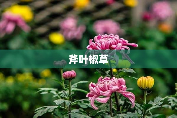 斧叶椒草