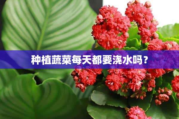 种植蔬菜每天都要浇水吗？