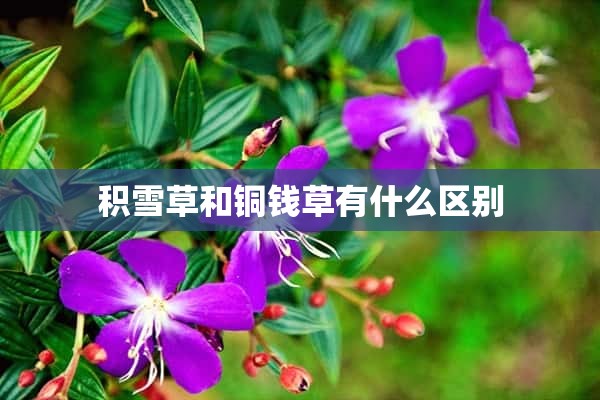 积雪草和铜钱草有什么区别