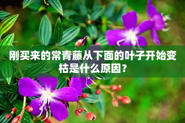 刚买来的常青藤从下面的叶子开始变枯是什么原因？