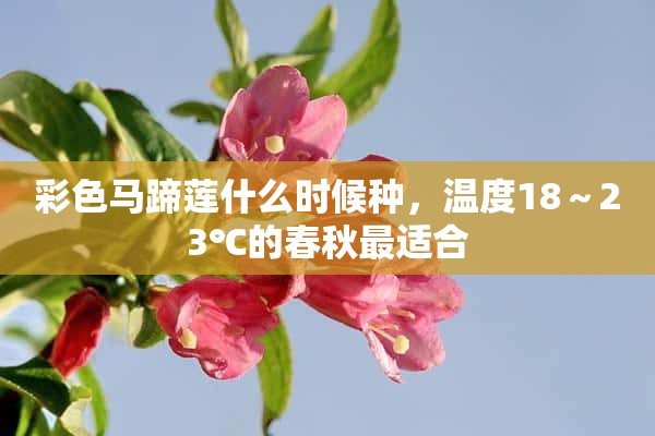 彩色马蹄莲什么时候种，温度18～23℃的春秋最适合