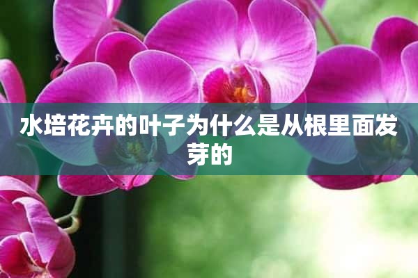 水培花卉的叶子为什么是从根里面发芽的