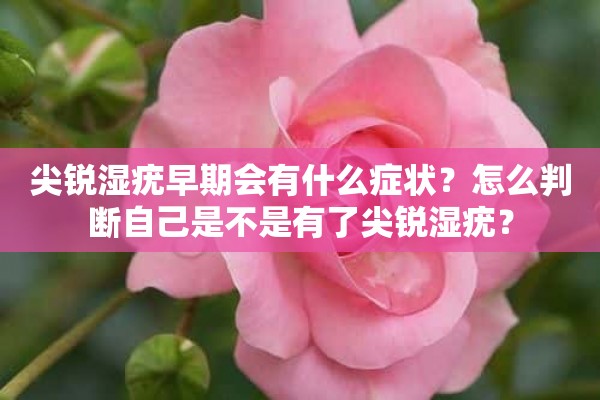 尖锐湿疣早期会有什么症状？怎么判断自己是不是有了尖锐湿疣？