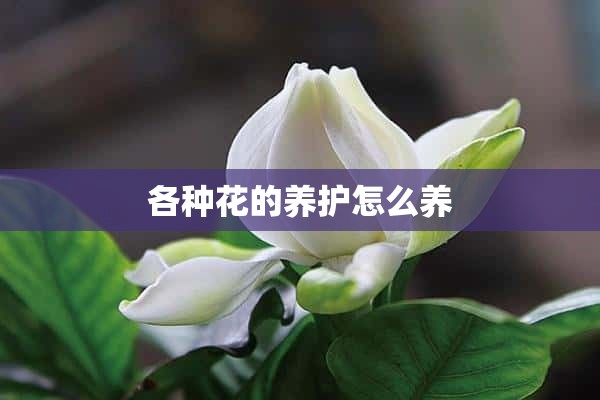 各种花的养护怎么养