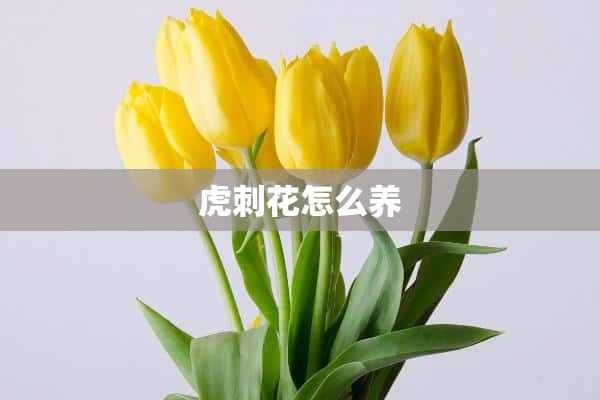 虎刺花怎么养