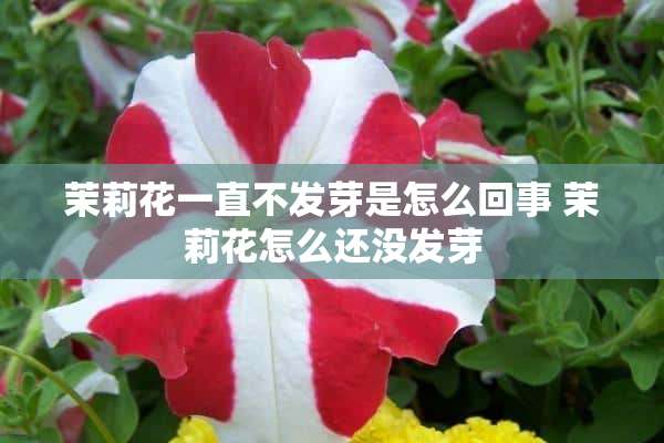 茉莉花一直不发芽是怎么回事 茉莉花怎么还没发芽