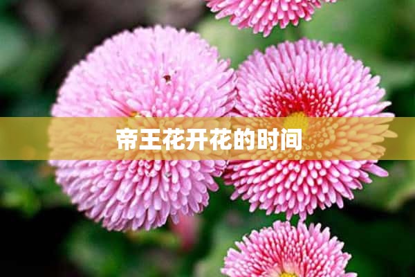 帝王花开花的时间