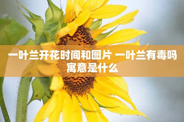 一叶兰开花时间和图片 一叶兰有毒吗寓意是什么