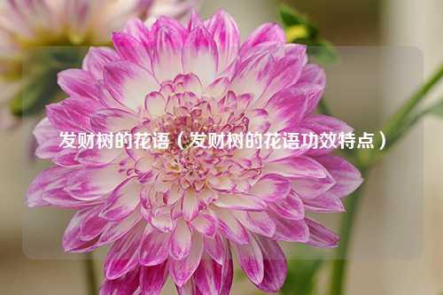 发财树的花语（发财树的花语功效特点） 花卉