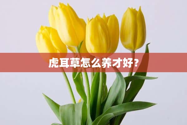 虎耳草怎么养才好？