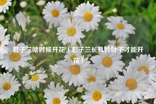 君子兰啥时候开花（君子兰长几片叶子才能开花）