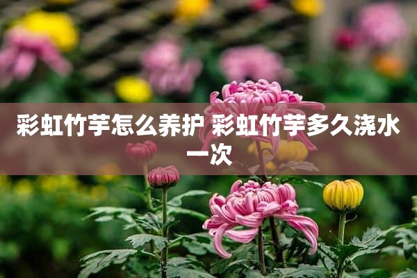 彩虹竹芋怎么养护 彩虹竹芋多久浇水一次