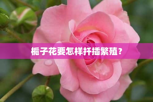 栀子花要怎样扦插繁殖？